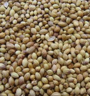 CORIANDER